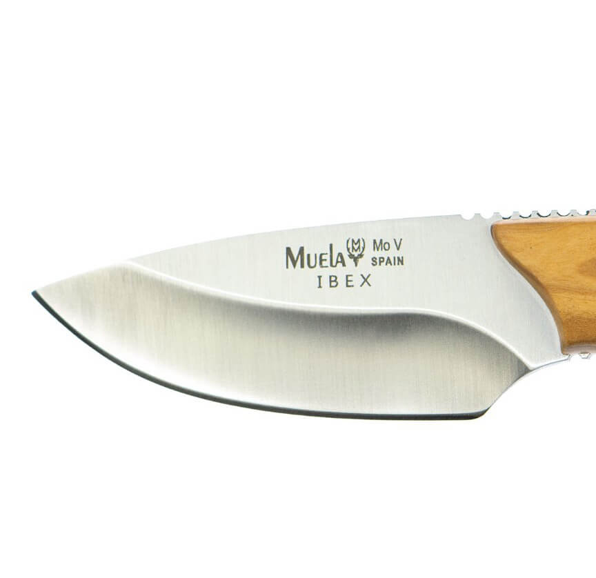 Cuchillo desollador Muela Ibex con mango de madera de olivo y hoja de 7.5 cm
